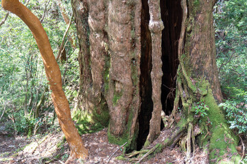 Trail from Takatsuka Hut to Shiratani Unsui Gorge on Yakushima Island
