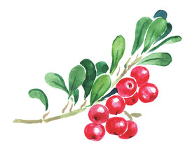  Watercolor hand painted illustration of cowberry , red berries, cowberries, red huckleberry ,red bilberry , foxberry, red whortleberry , watercolor illustration	