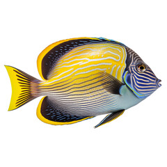 Multicolored aquarium fish on a transparent background, side view. The Acanthurus, an white and yellow saltwater aquarium fish, isolated on a white background, a design element for insertion.
