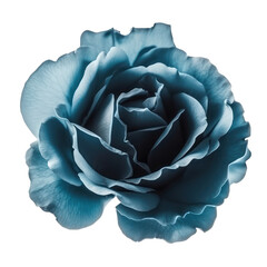blue rose isolated on transparent or white background