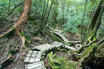 Trail from Takatsuka Hut to Shiratani Unsuikyo Ravine on Yakushima Island