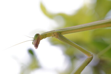is a praying mantis with macro shooting, has good detail, with a blurry background