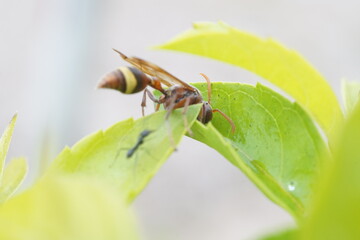 is a wasp, a small harmful insect, macro photography