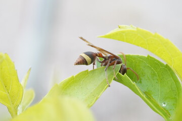 is a wasp, a small harmful insect, macro photography