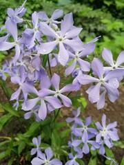 Delicate purple and blue blooming Phlox Polemoniaceae in the garden. Nature wallpaper