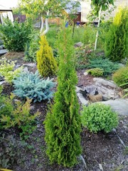 Naklejka premium Thuja occidentalis Zmatlik on a flower bed against a background of maroon barberry, Hakuro Nishiki willow and other coniferous plants. Flower Wallpaper