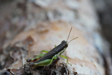 macro, a small green grasshopper on a tree trunk, has good detail