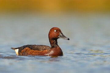 Podgorzałka, kaczka białooka (Aythya nyroca) © Grzegorz