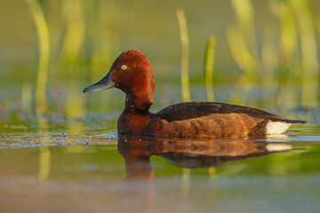 Podgorzałka, kaczka białooka (Aythya nyroca) © Grzegorz