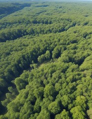 Fototapeta na wymiar Aerial view of a forest