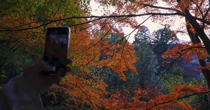 A foreground smartphone shooting red leaves at the forest park in Kyoto