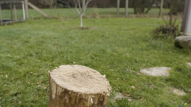 Chopping a tree with an axe