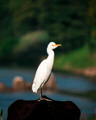 snowy egret in the water