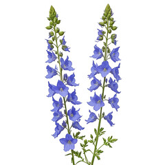 Obraz premium Digital Artwork of Consolida Ajacis Plant Isolated on White On transparent background PNG file