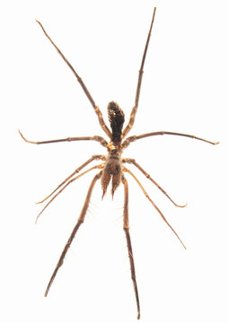 spider. Close-up of a camel spider isolated on a white background. also known as the wind scorpion, Solifugae or sun spider. wind scorpion, insect, in