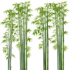 Fototapeta premium Stunning Illustration of Bamboo Trees Isolated on White On transparent background PNG file