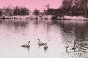 Wintering swans on lake in Altai