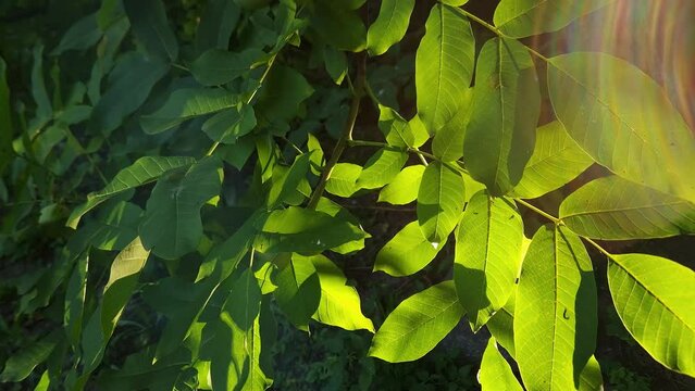 Branch of the walnut tree with unripe fruits backlit