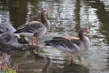 Two Geese in the pond