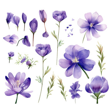 Watercolor violet flowers clipart 