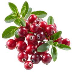 Cranberry shrub isolated on transparent or white background, png
