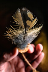 Eurasian eagle owl feather, bubo bubo
