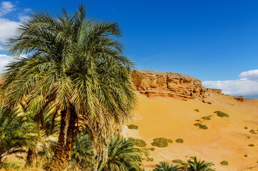 Fototapeta na wymiar palm trees in the Sahara desert near the Timimoun in the Algeria