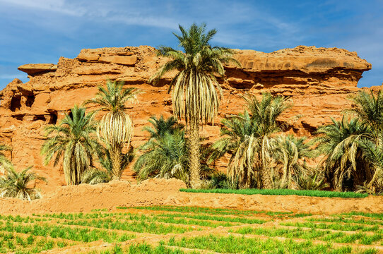 Palm trees in the Sahara desert