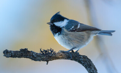 Obraz premium Coal tit on a branch with beautiful colors and bokeh backgroud, great detail