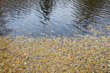 Beautiful Nature Autumn landscape with lake. Scenery view on autumn city park with golden yellow foliage in cloudy day. Walking paths in the city Park strewn with autumn fallen leaves