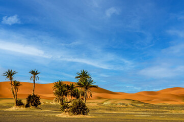 Date palm trees in the Sahara desert in the Morocco © Hussain