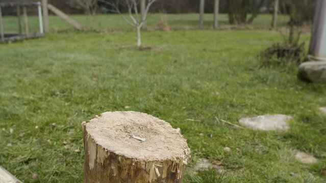 Chopping a tree with an axe