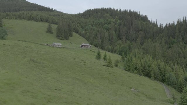 A sheep farm on pasture in the Carpathian highlands