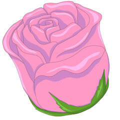 pink rose