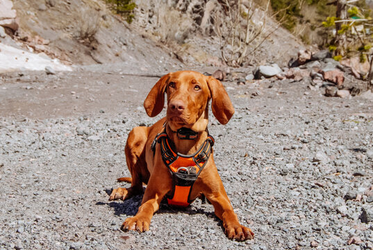 Hungarian hound dog lies against the background of the mountains