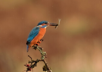 Perching Kingfisher with Fish