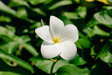 Obraz na płótnie Canvas white frangipani flower close up with blurred background