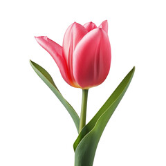 pink tulips on white background for decorating projects