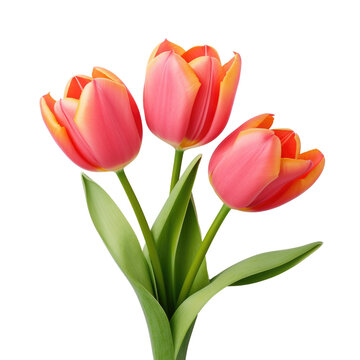 Tulips on white background for decorating projects