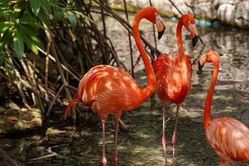 three flamingos in Caribbean, Curacao, Dutch Antilles