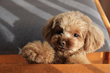 遊んでいるトイプードル