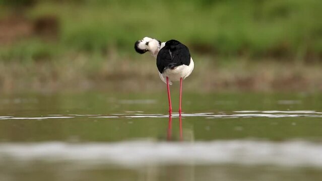 A black-winged stilt in a shallow bay is cleaning its feathers. The bird has long legs and a long beak. There's water all around. Video with a himantopus himantopus.	