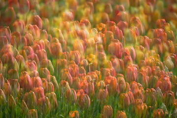 Múltiple exposición de campo de tulipanes