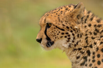 Cheetah in profile