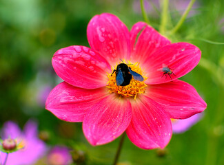 Flor fucsia con insectos