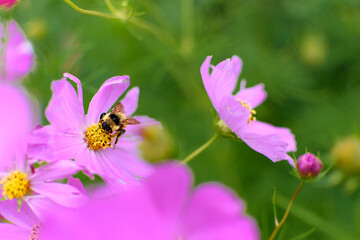 Flor rosa siendo polinizada por abeja - obrazy, fototapety, plakaty