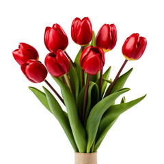 Fototapeta premium flower - Red Tulip Red flowers meaning Declaration of love (4)