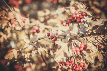 Branches of red viburnum