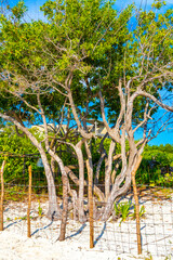 Caribbean beach nature palm trees plant jungle forest nature Mexico.