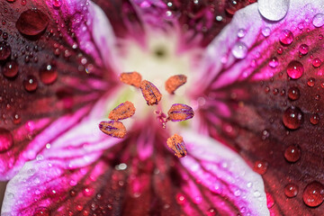 Fotografía macro de flor de malvón salpicada con agua de lluvia